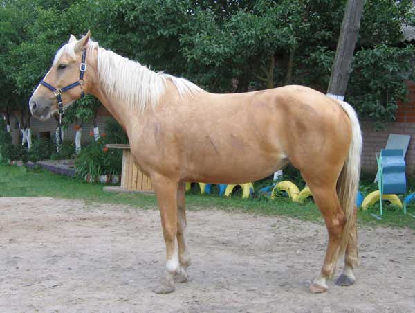 http://www.kss-kokino.ru/horses/images/meggy.jpg